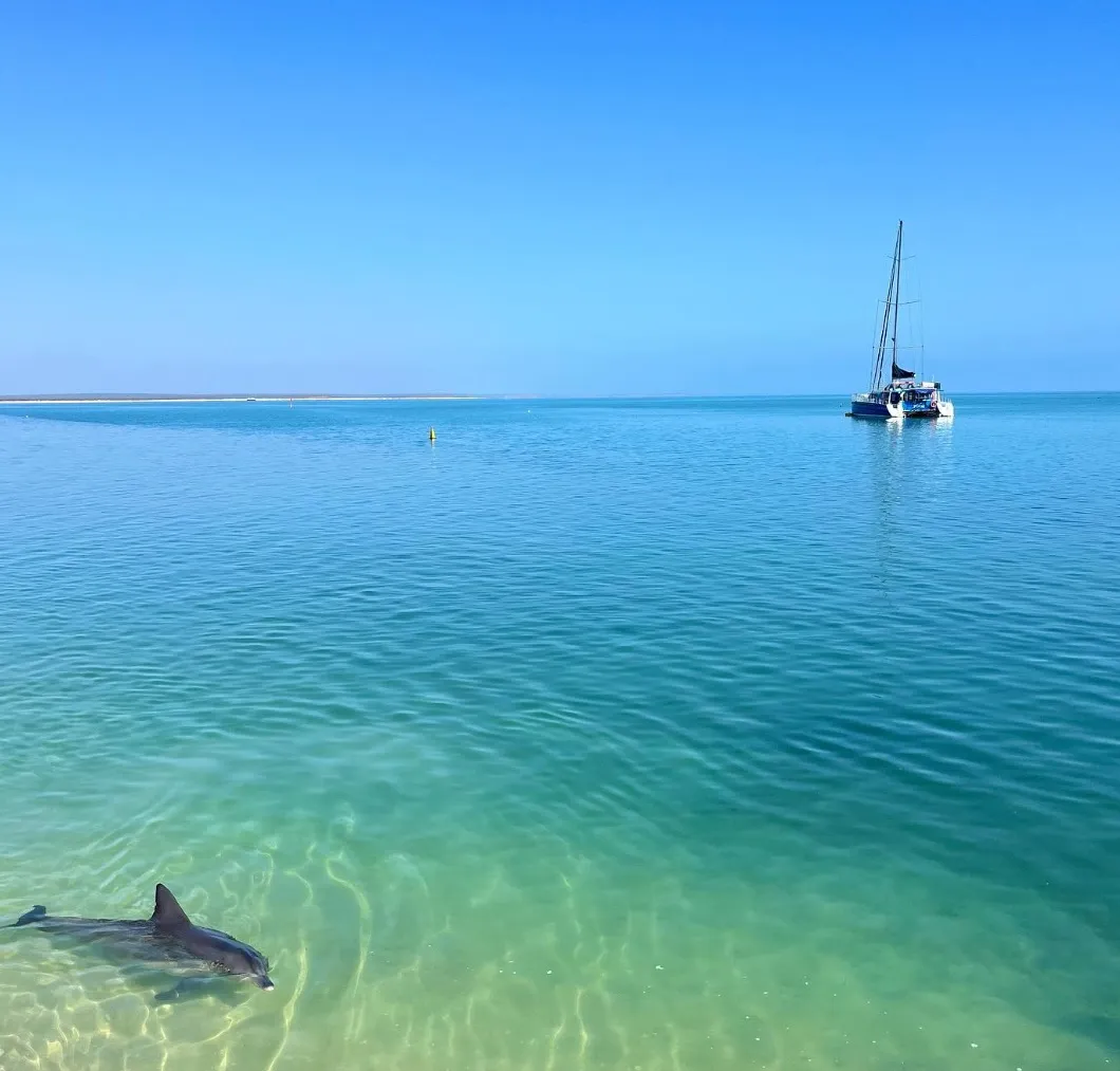 Dolphin