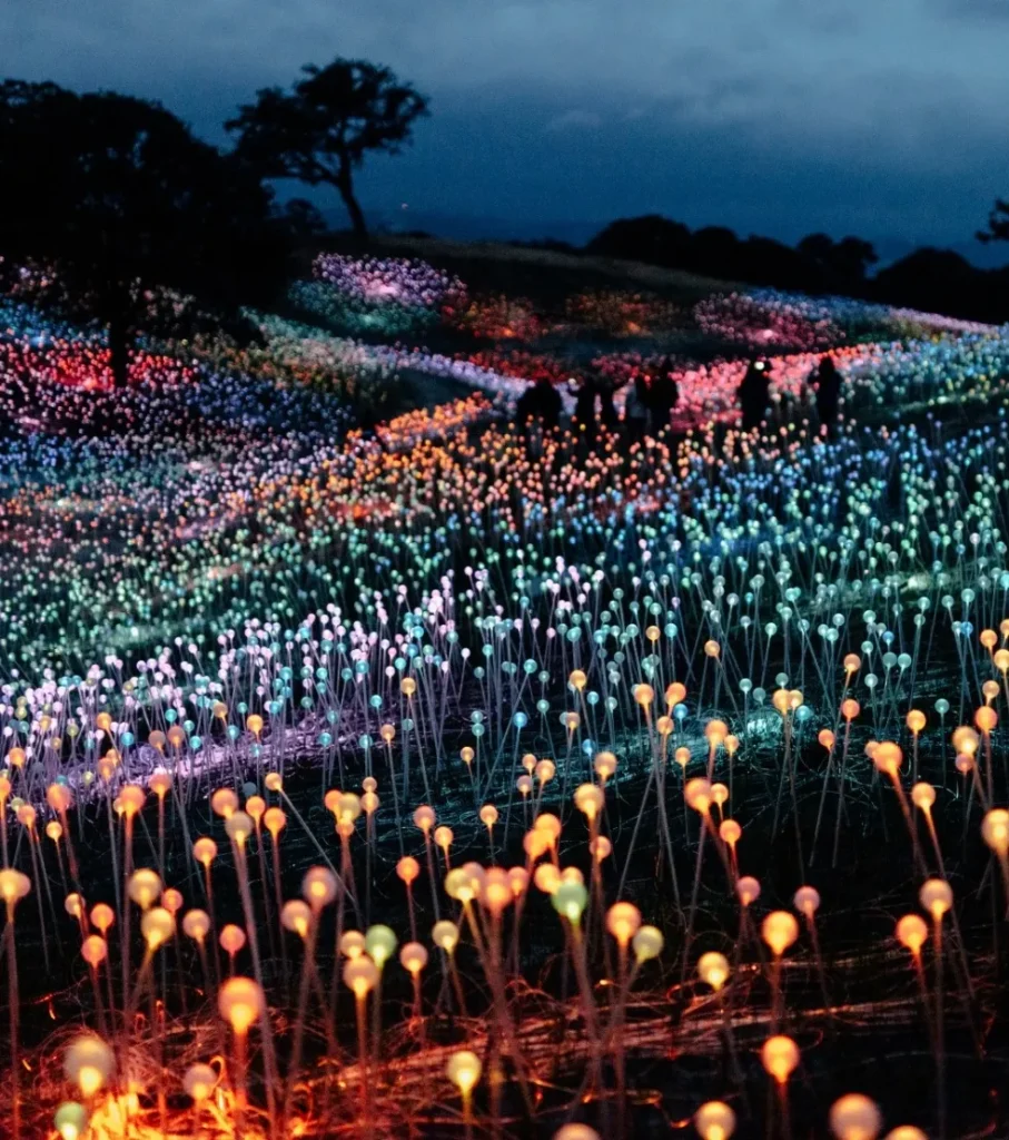 Field of Light