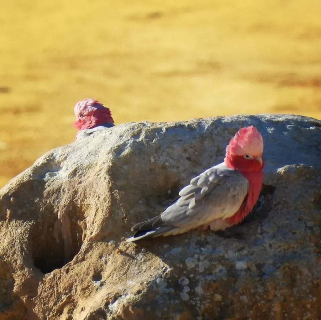 What Animals Live in the Pinnacles
