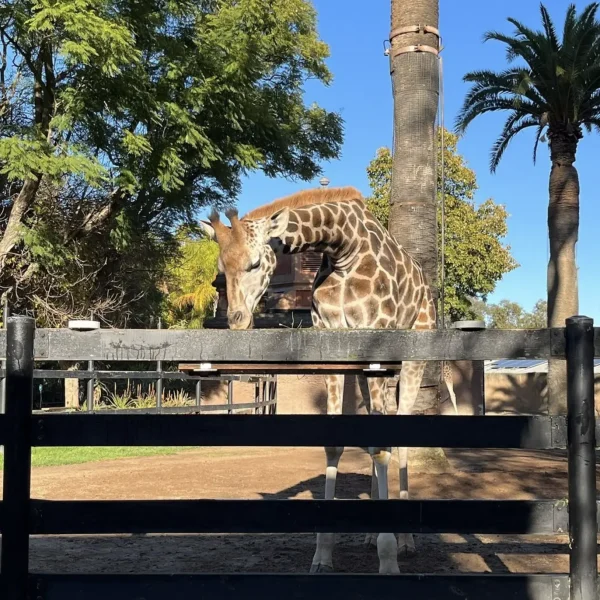 Adelaide Zoo