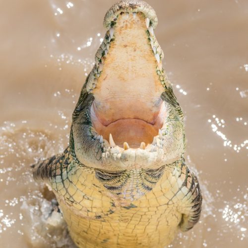 adelai river croc tours