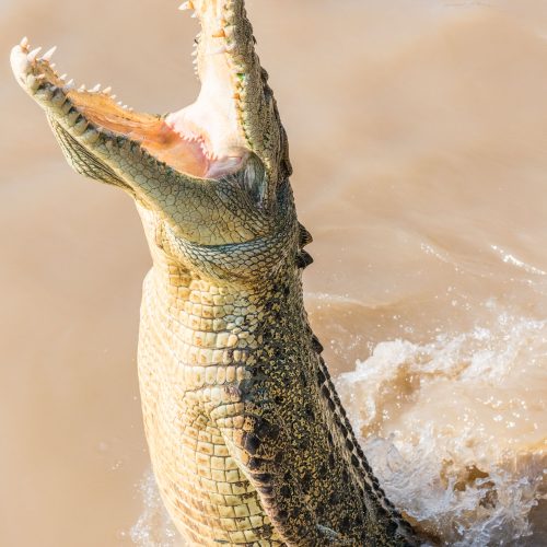 crocodile tours darwin