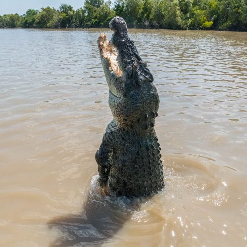 jumping crocs tour
