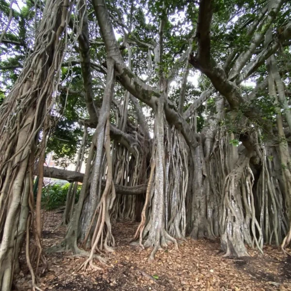 City Botanic Gardens Brisbane