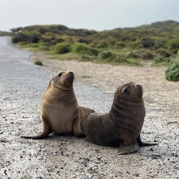 Seal Bay Conservation Park