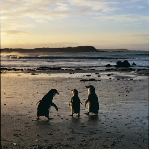 day trip to phillip island