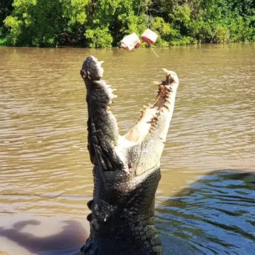 jumping croc tours