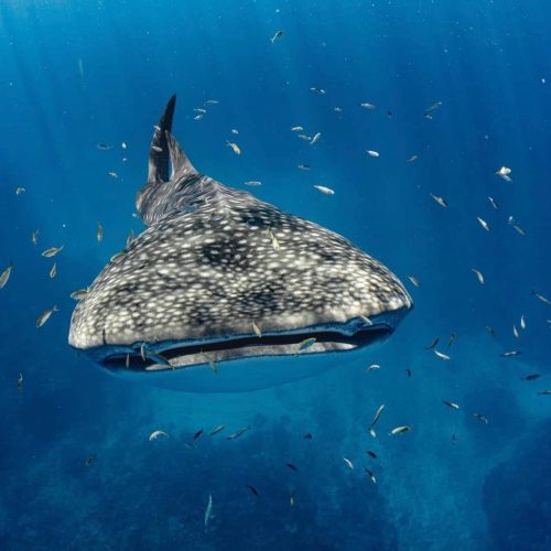 whale shark tour exmouth
