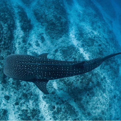 whale shark tour