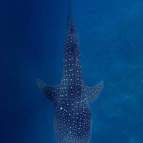 ningaloo whale shark tours