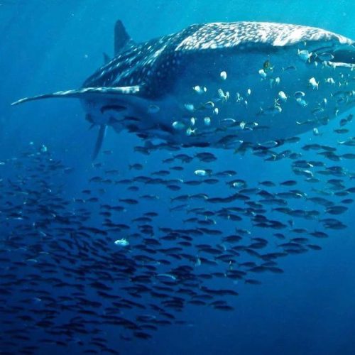 whale shark tours