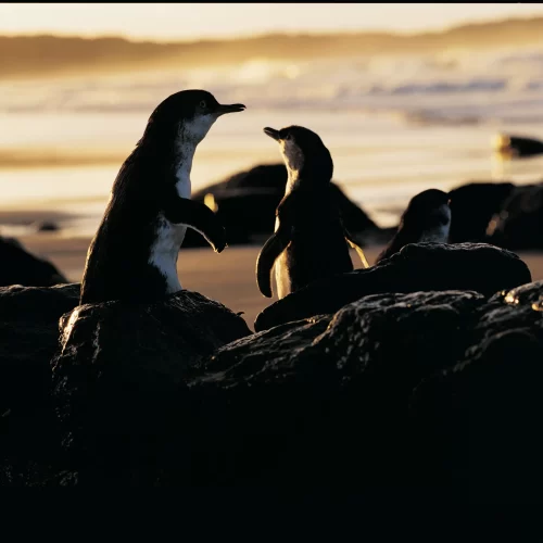 phillip island day tour