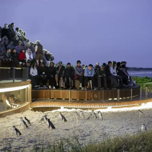 phillip island day trip