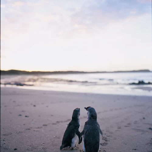 phillip island penguin tours