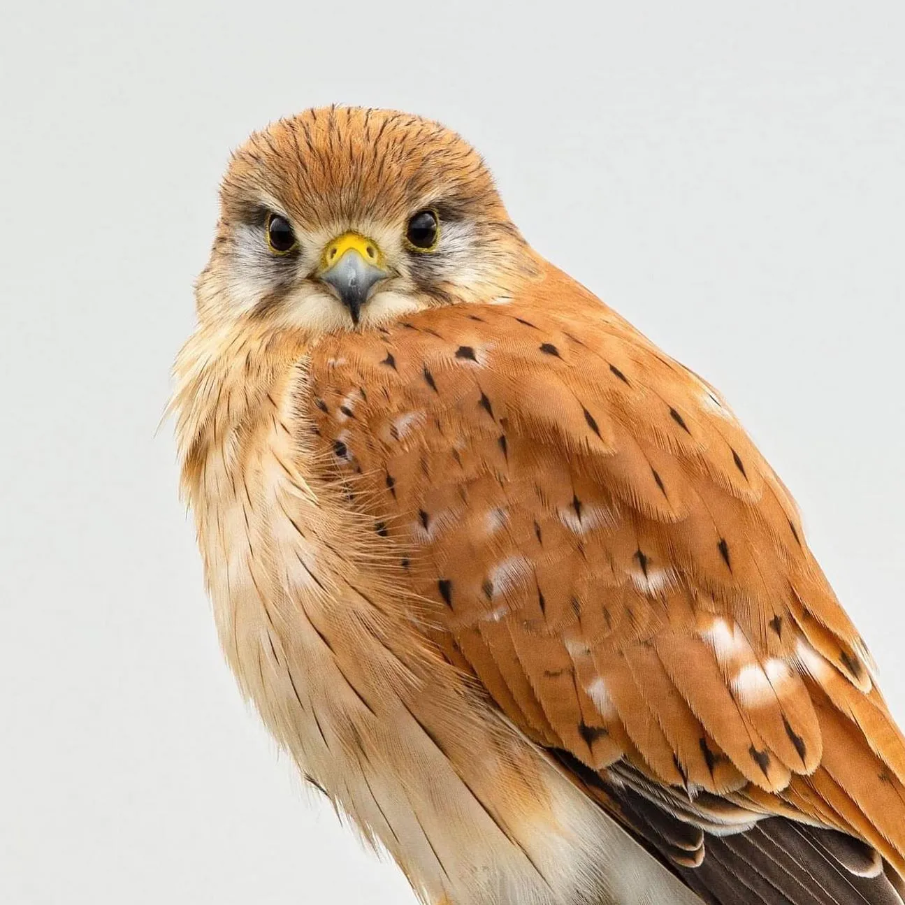 Australian kestrel