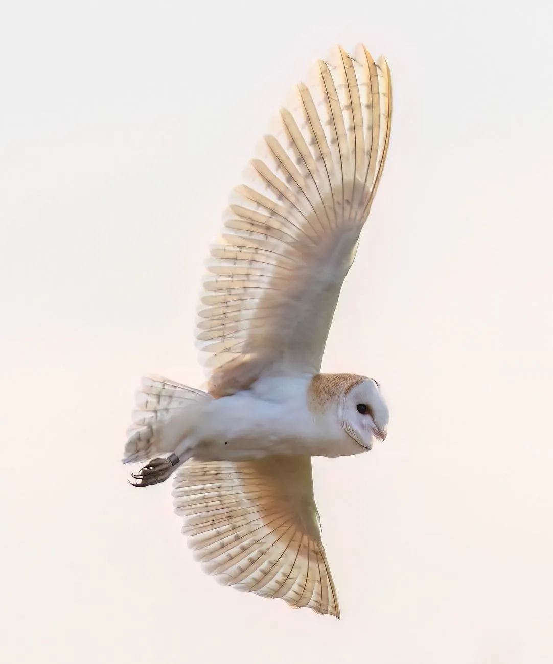 Barn owl