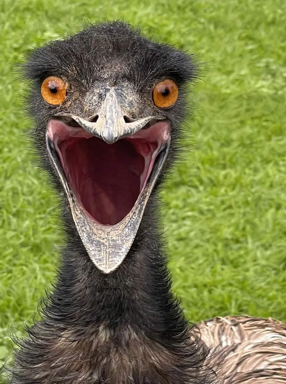 Emu
