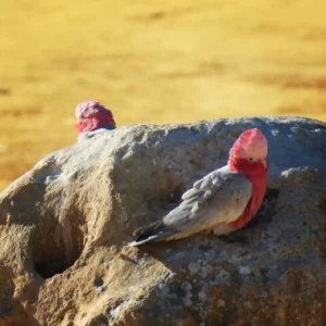 What Animals Live in the Pinnacles