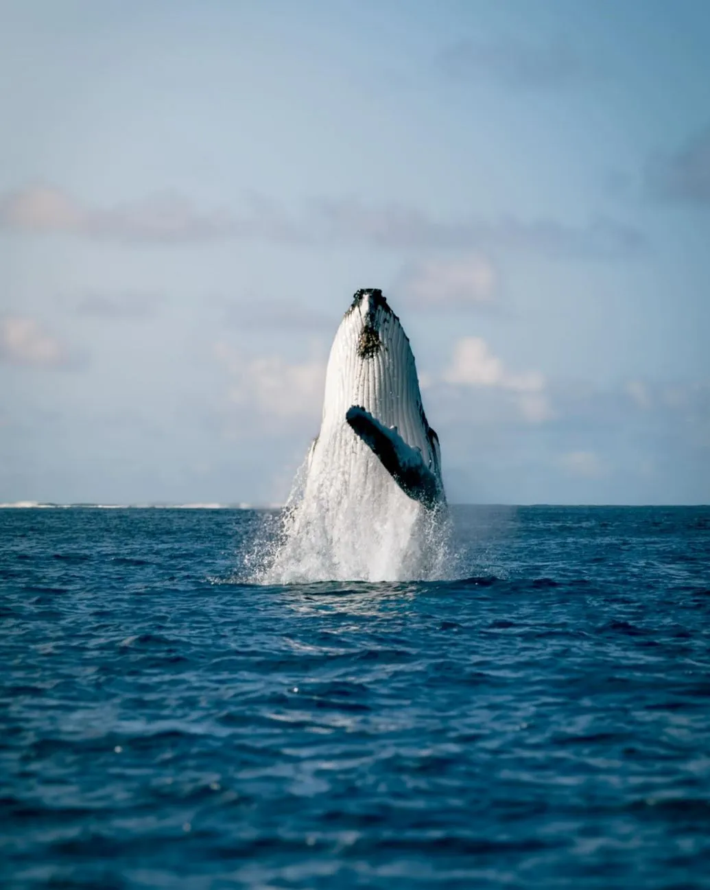 humpback whales