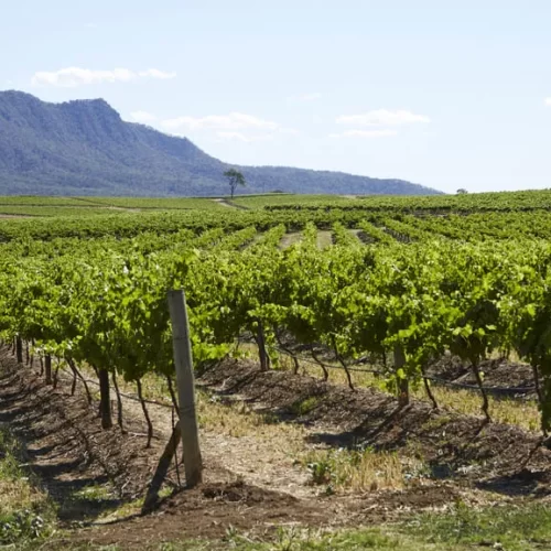 hunter wine tour
