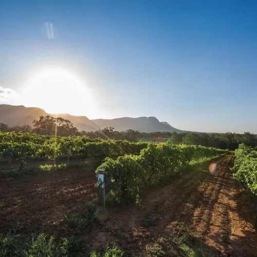 vineyard tours